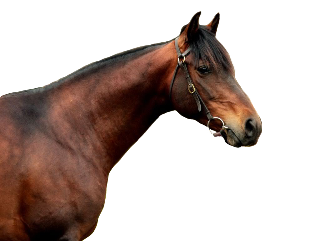 Australian-Stock-Horse-Stallions copy.jpg